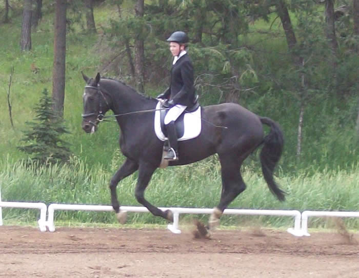dressage show